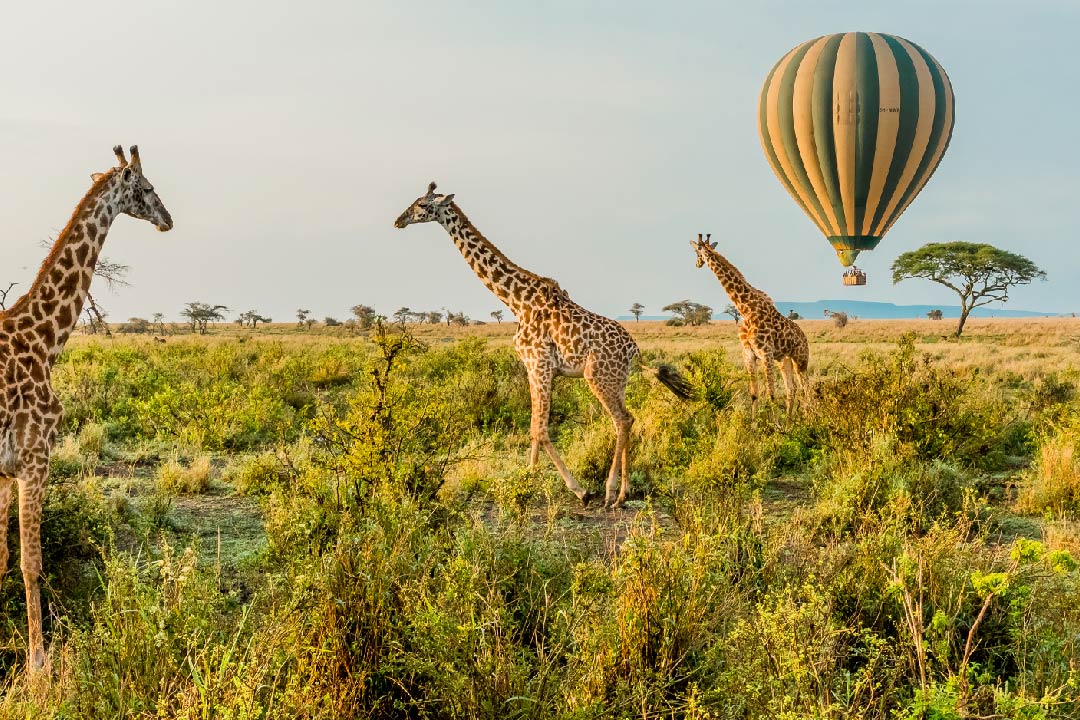 6-Day Tanzania Wildlife Safari Adventure