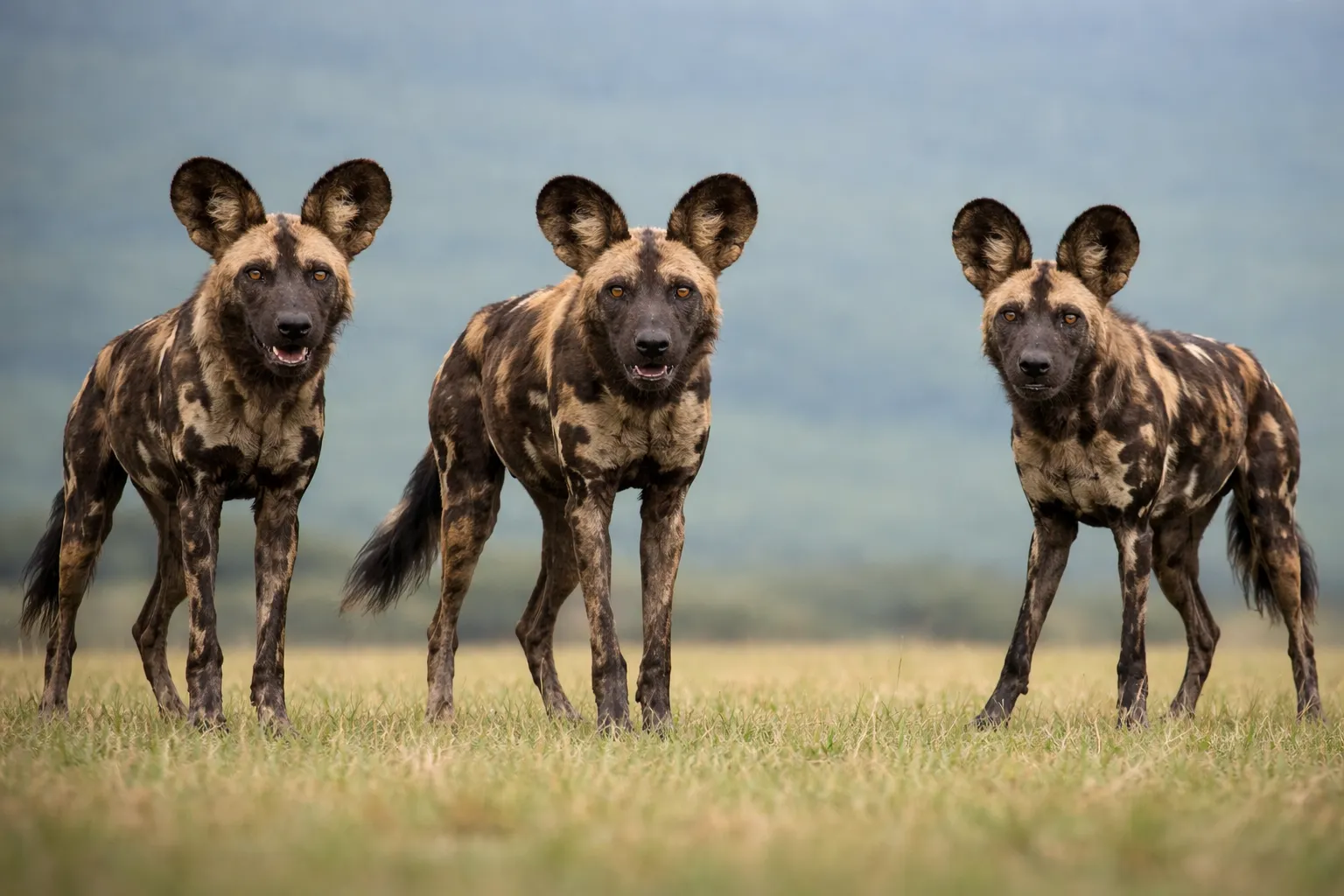 Mkomazi National Park