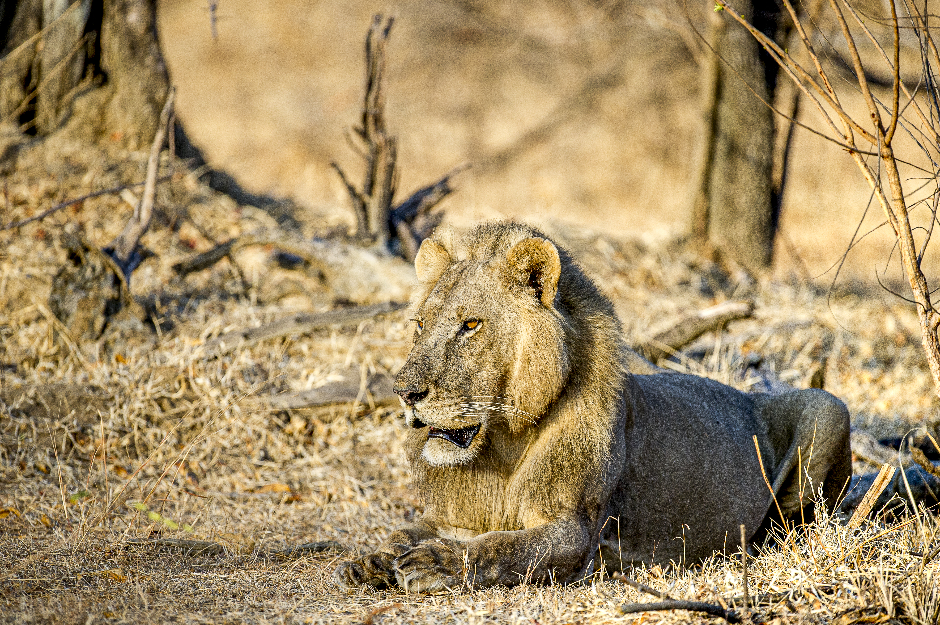 Ngorongoro Crater Floor — Big Five Safari