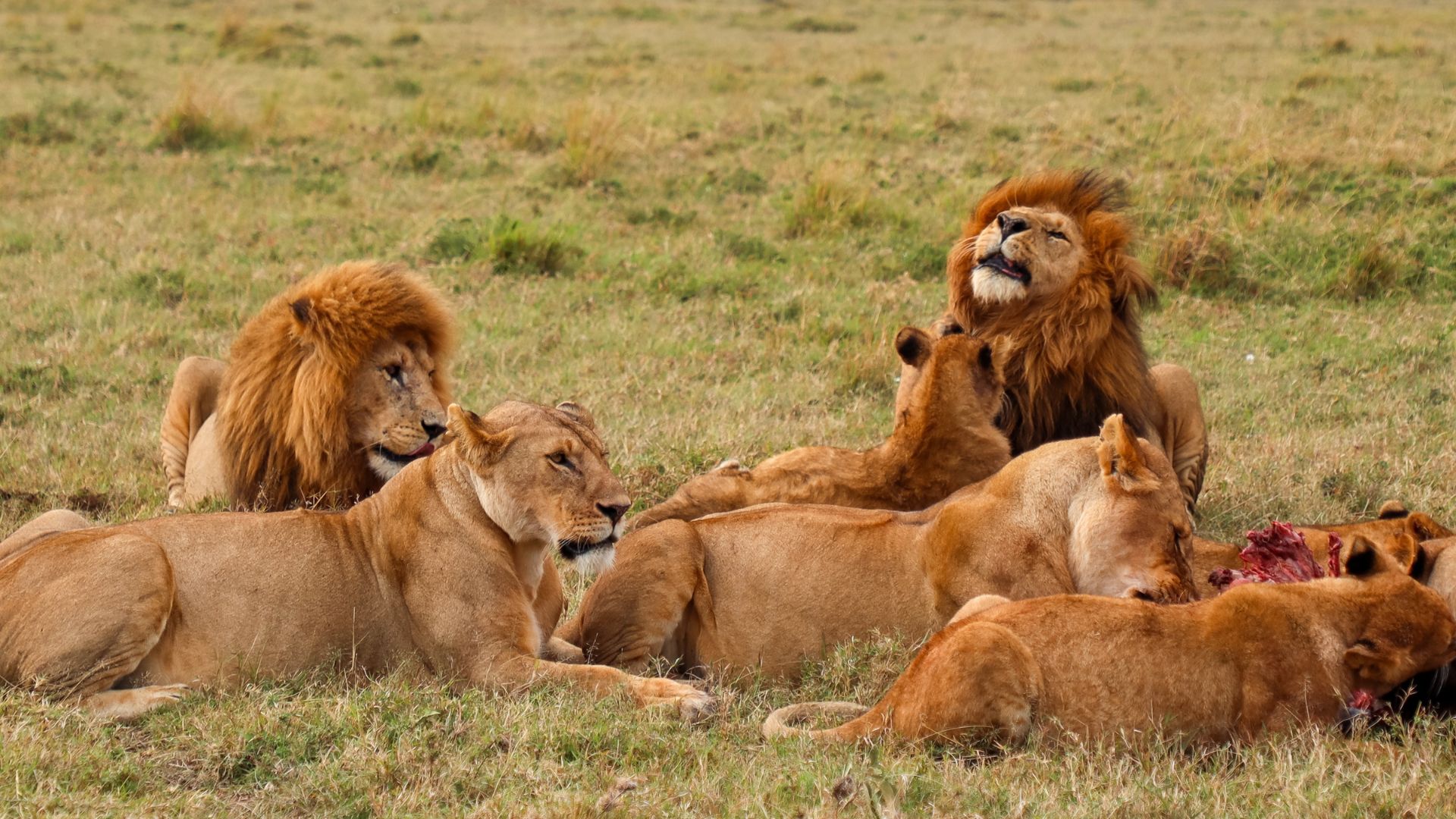 The Big Five in Tanzania: Where to Find Every One of Them