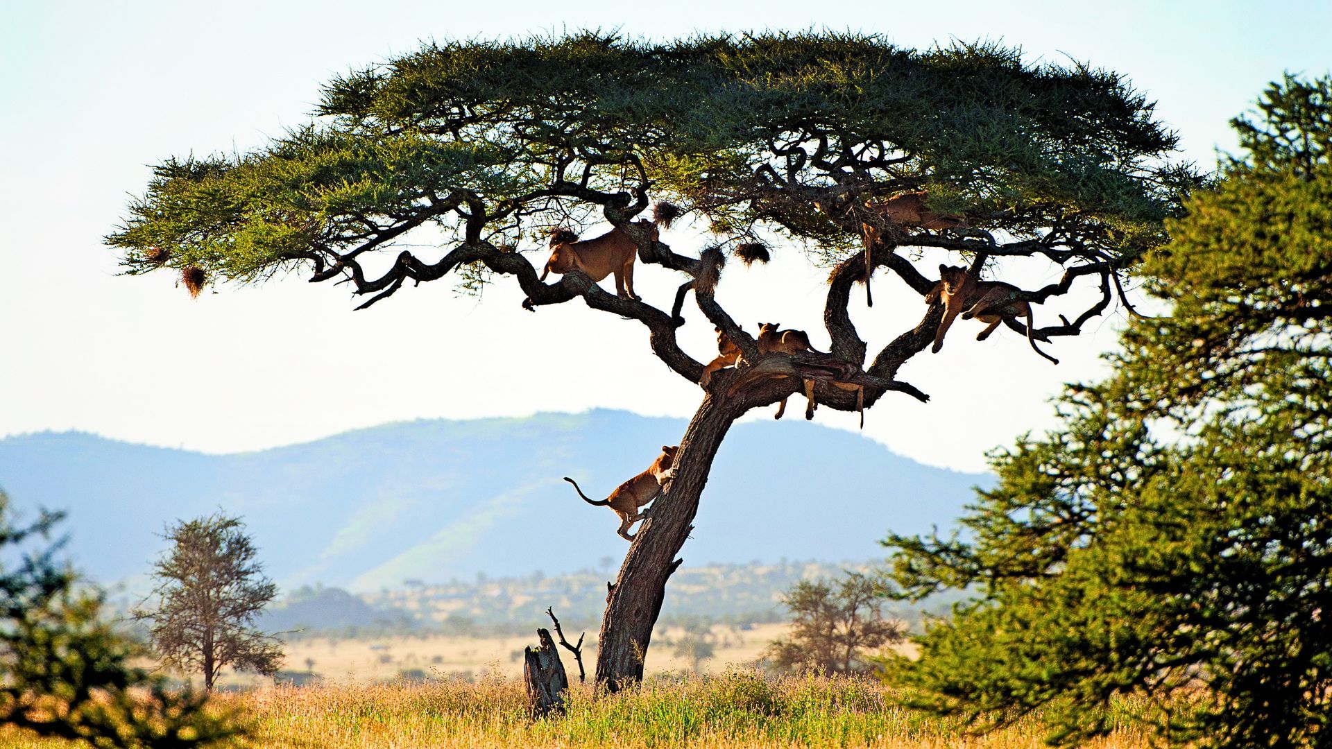 Lake Manyara National Park — Full-Day Tree-Climbing Lion Safari