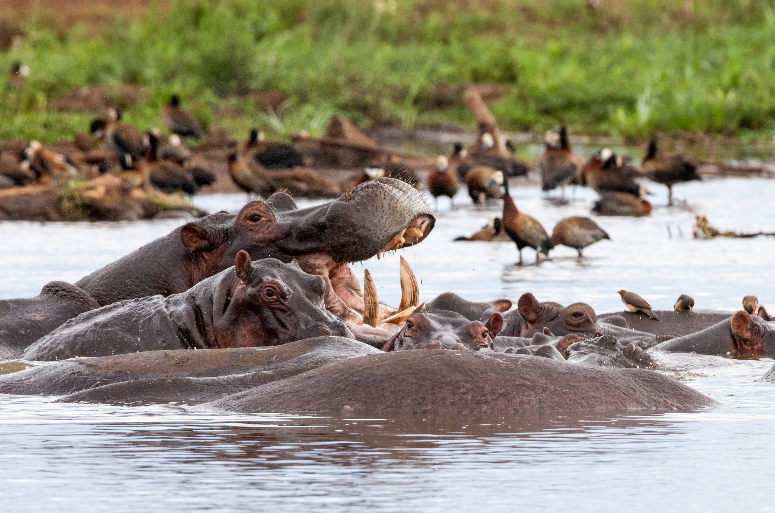 Lake Manyara National Park