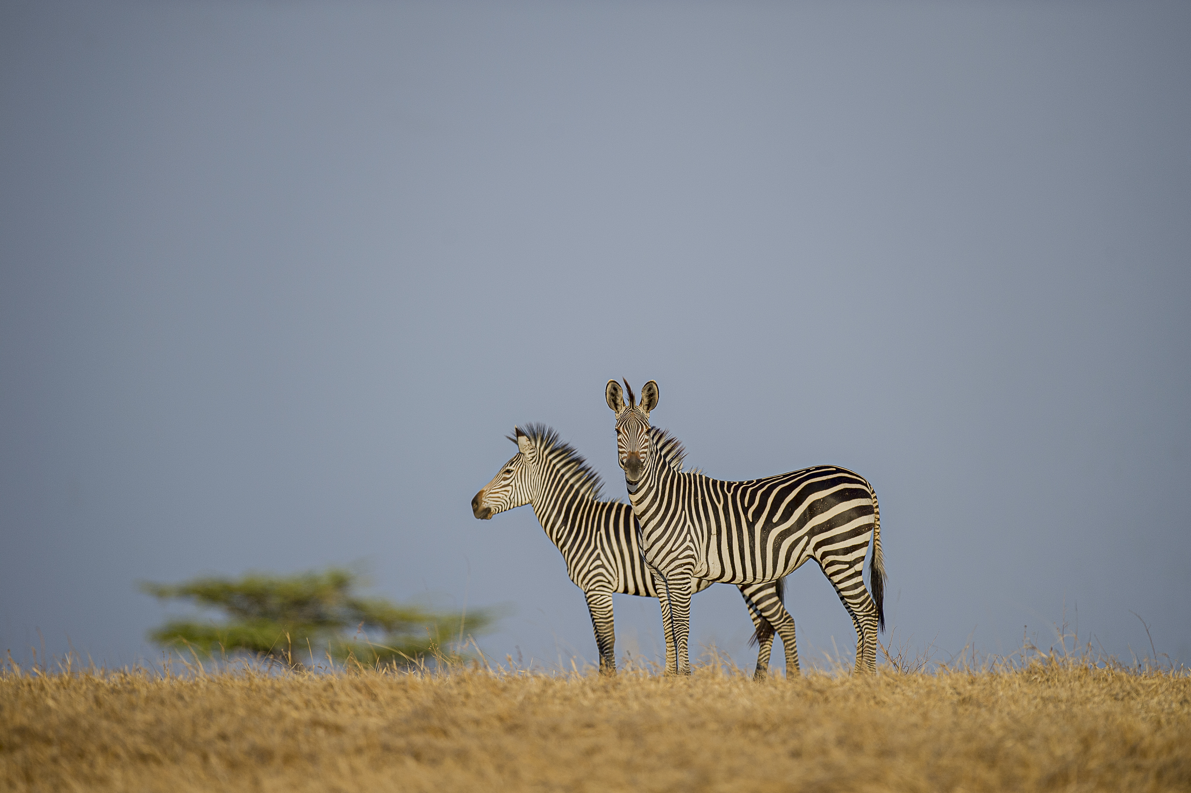Serengeti National Park — Into the Endless Plains