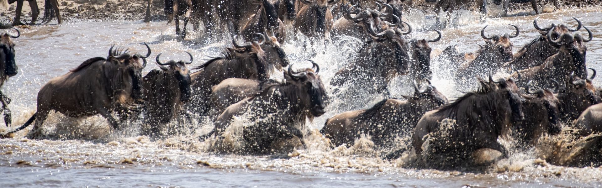 The Great Wildebeest Migration: A Complete Guide for 2026