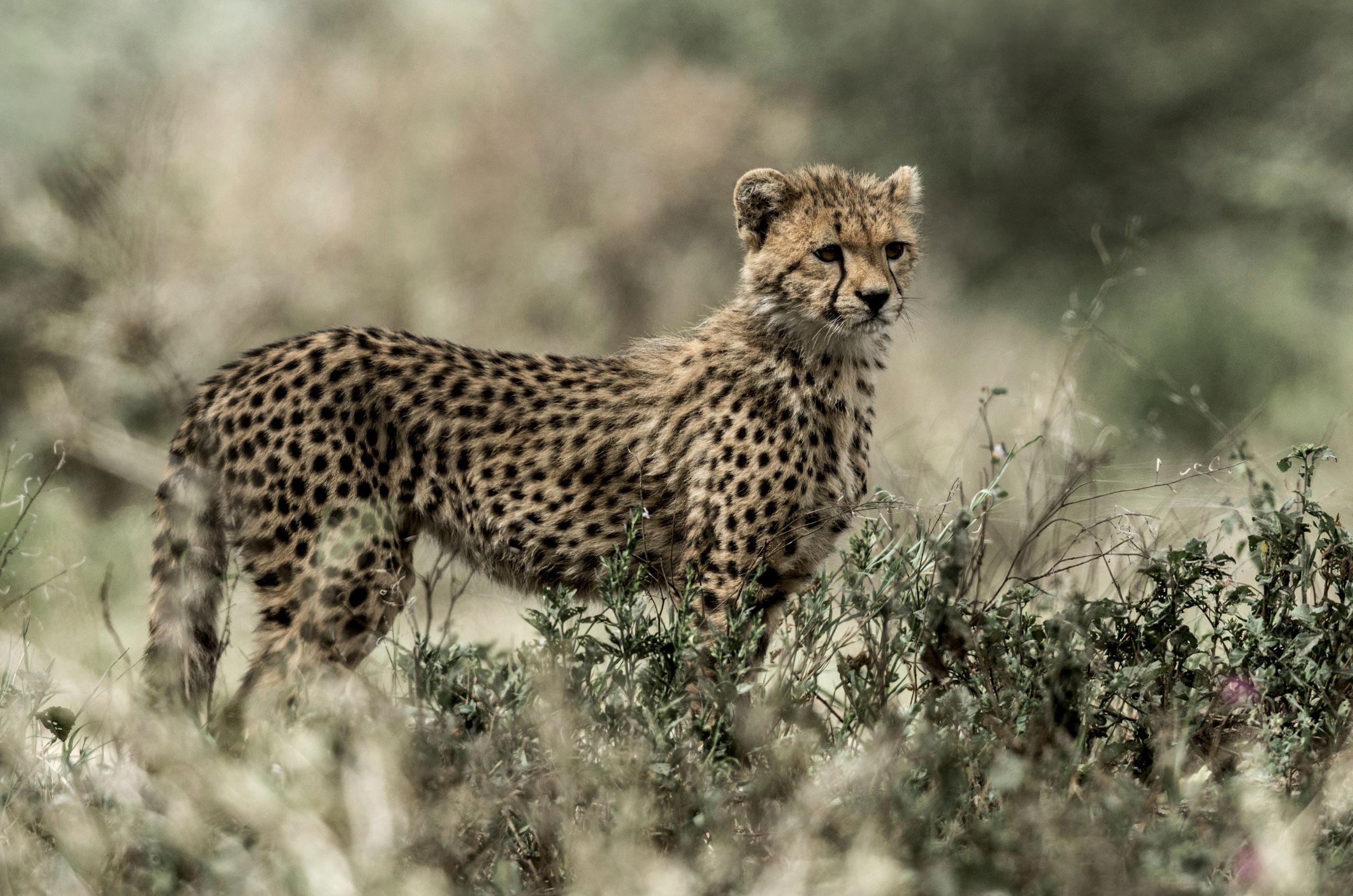 Serengeti National Park