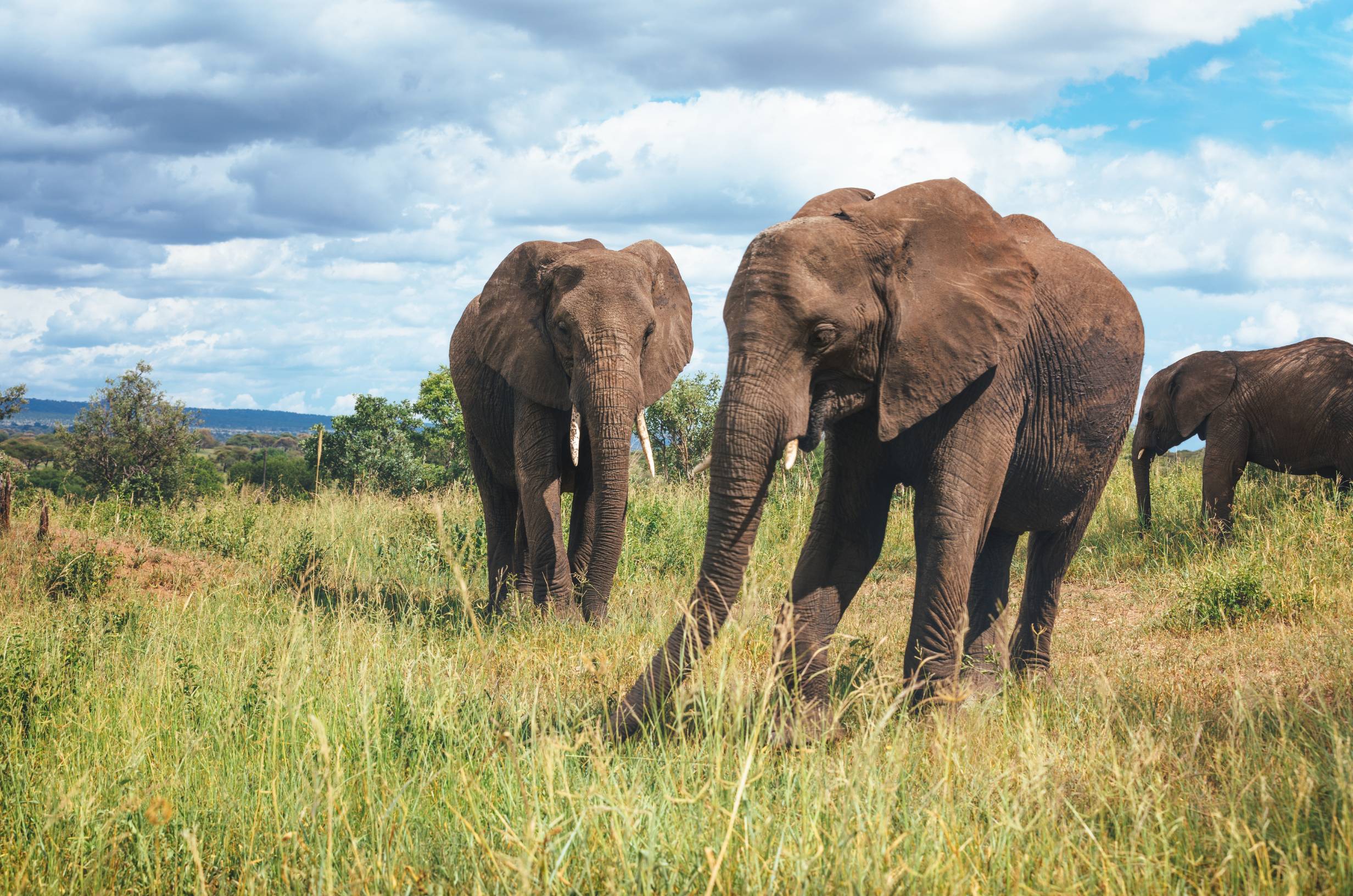 Tarangire National Park — Full-Day Elephant Safari
