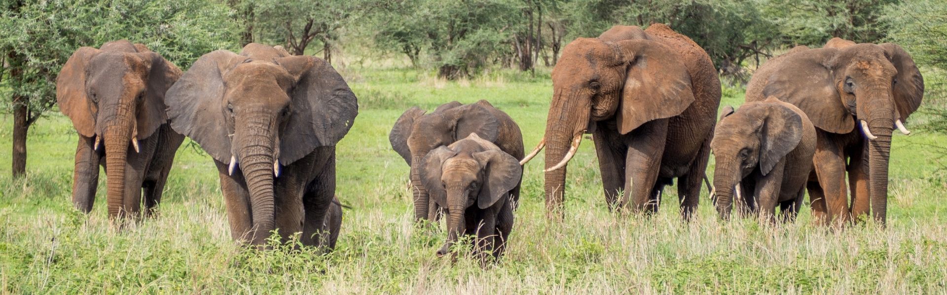 Tarangire National Park